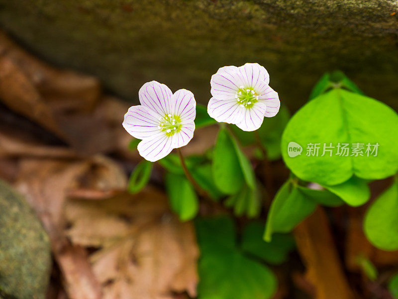 酢浆草(Oxalis acetosella)花。